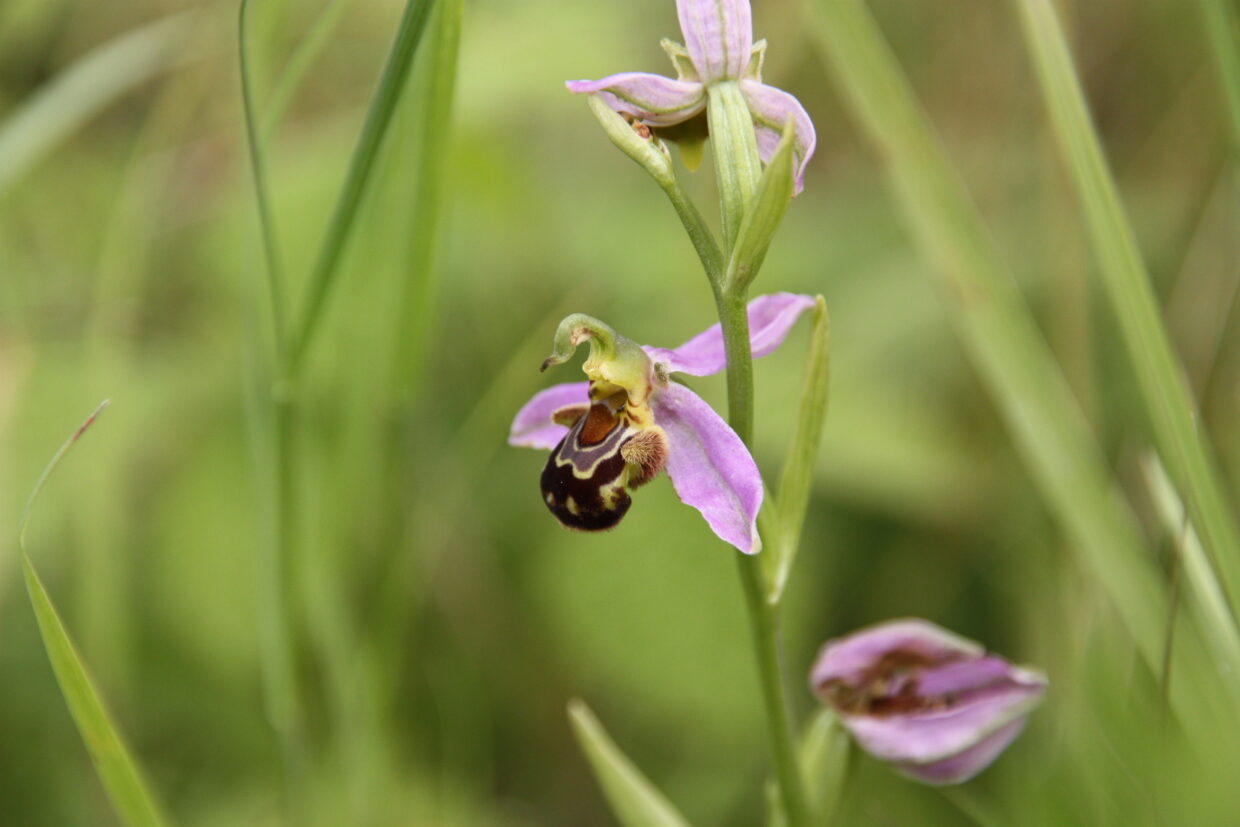L’ophrys abeille – A FERRE